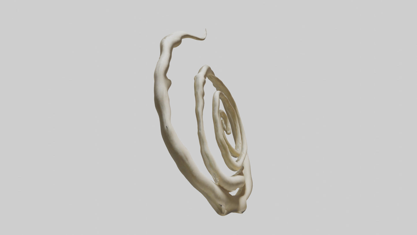 Organic Spiral Growth Sculpture model 3D model
