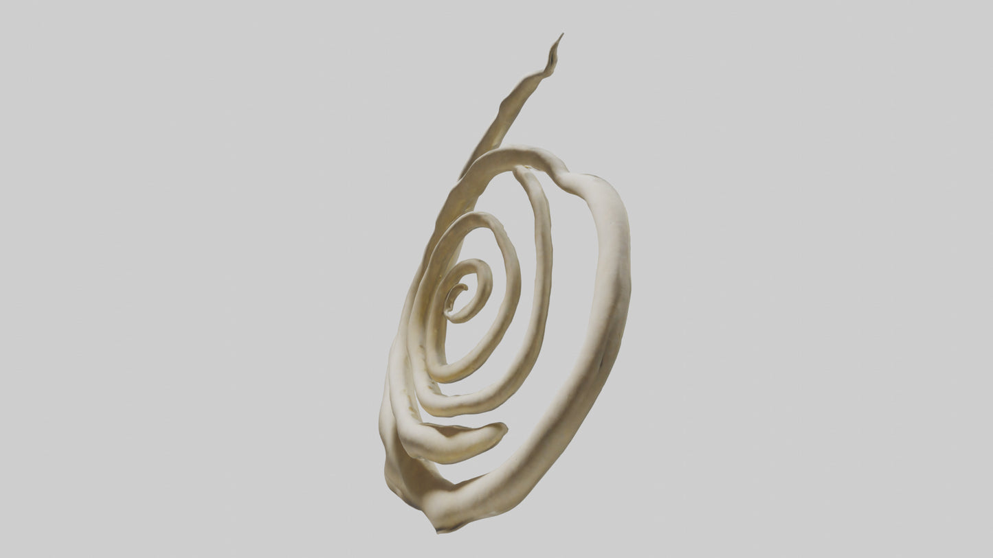 Organic Spiral Growth Sculpture model 3D model