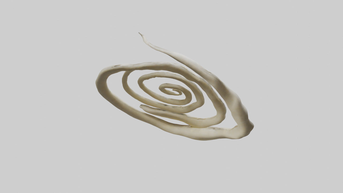 Organic Spiral Growth Sculpture model 3D model
