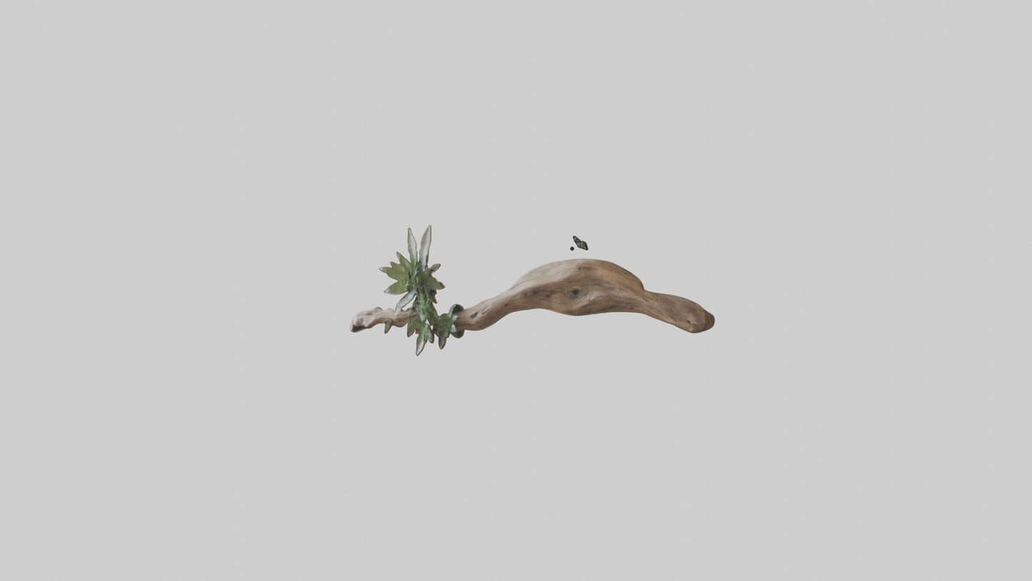 Organic Wall Decor VR / AR / low-poly