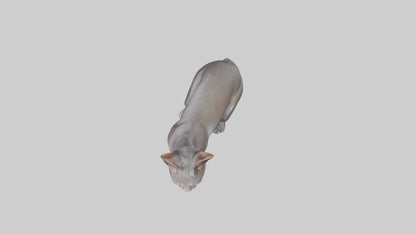Oriental Shorthair statue model 3D model