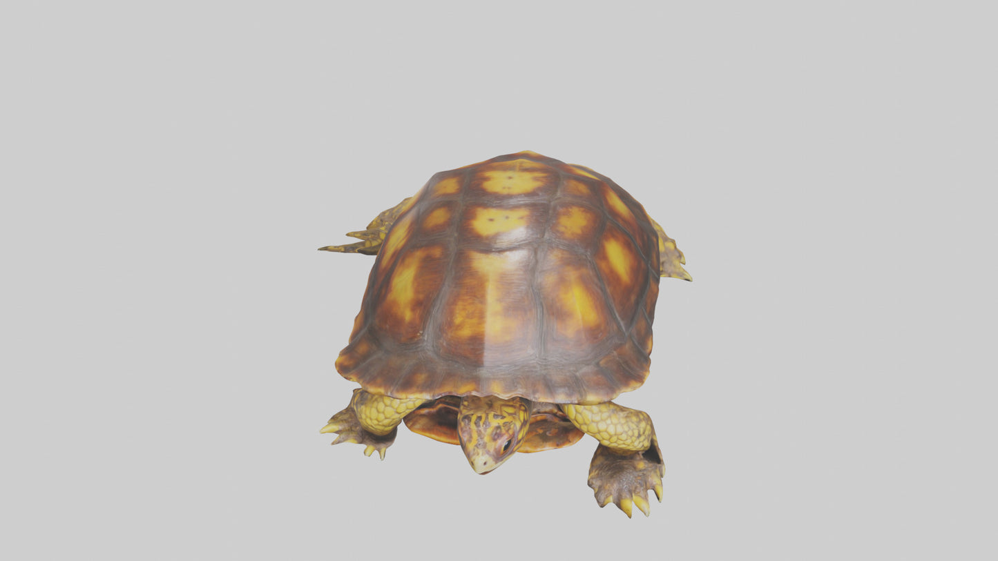 Ornate Box Turtle resting model 3D model