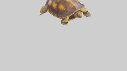 Ornate Box Turtle resting model 3D model