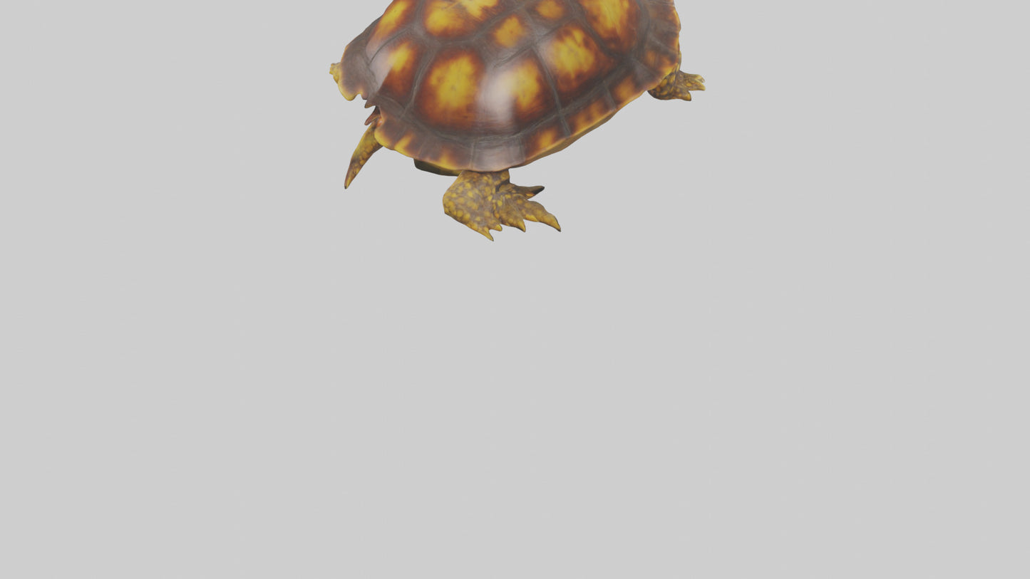 Ornate Box Turtle resting model 3D model