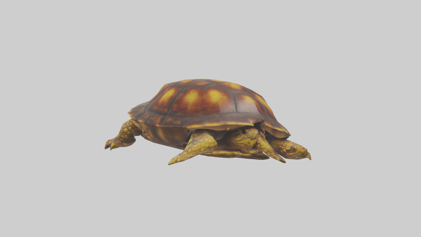 Ornate Box Turtle resting model 3D model