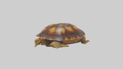 Ornate Box Turtle resting model 3D model