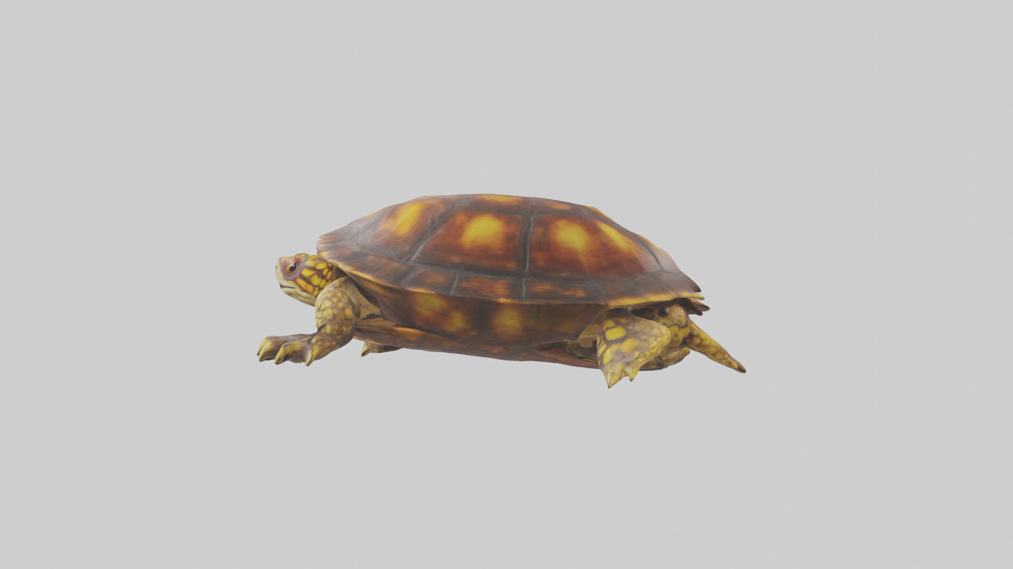 Ornate Box Turtle resting model 3D model