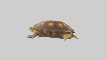 Ornate Box Turtle resting model 3D model