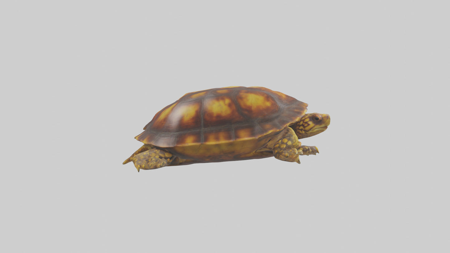 Ornate Box Turtle resting model 3D model