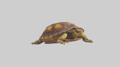Ornate Box Turtle resting model 3D model