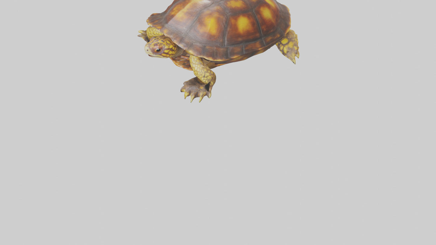 Ornate Box Turtle resting model 3D model