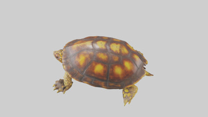 Ornate Box Turtle resting model 3D model