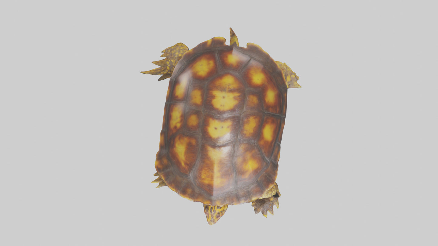 Ornate Box Turtle resting model 3D model