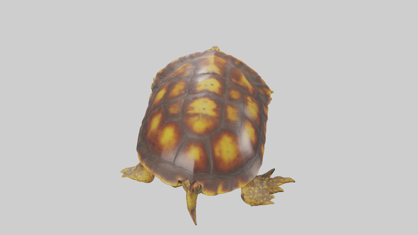 Ornate Box Turtle resting model 3D model