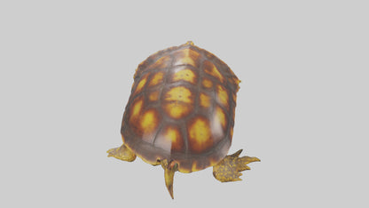 Ornate Box Turtle resting model 3D model