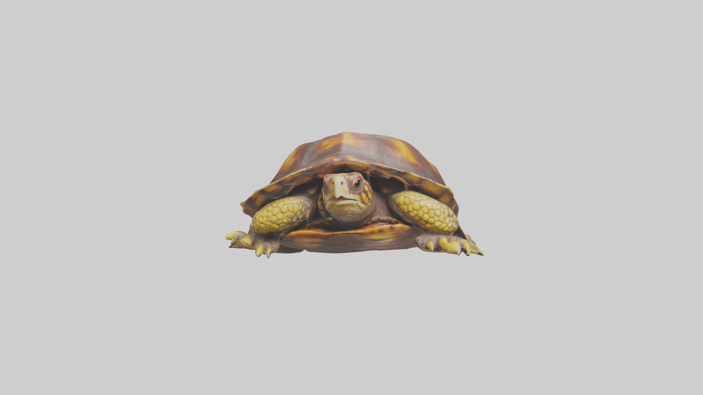 Ornate Box Turtle resting model 3D model