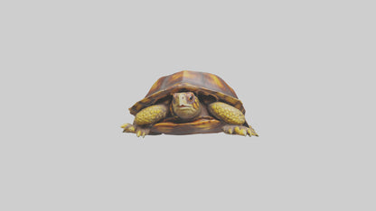 Ornate Box Turtle resting model 3D model