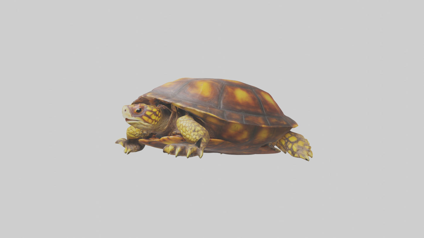 Ornate Box Turtle resting model 3D model