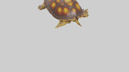 Ornate Box Turtle resting model 3D model