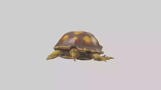 Ornate Box Turtle resting model 3D model