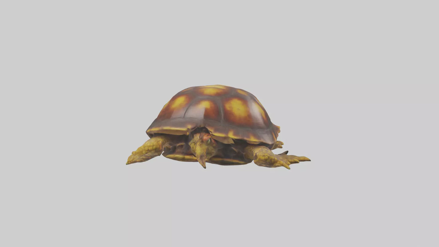 Ornate Box Turtle resting model 3D model