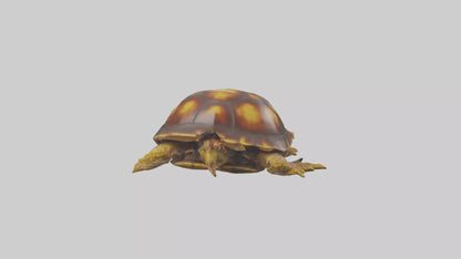Ornate Box Turtle resting model 3D model