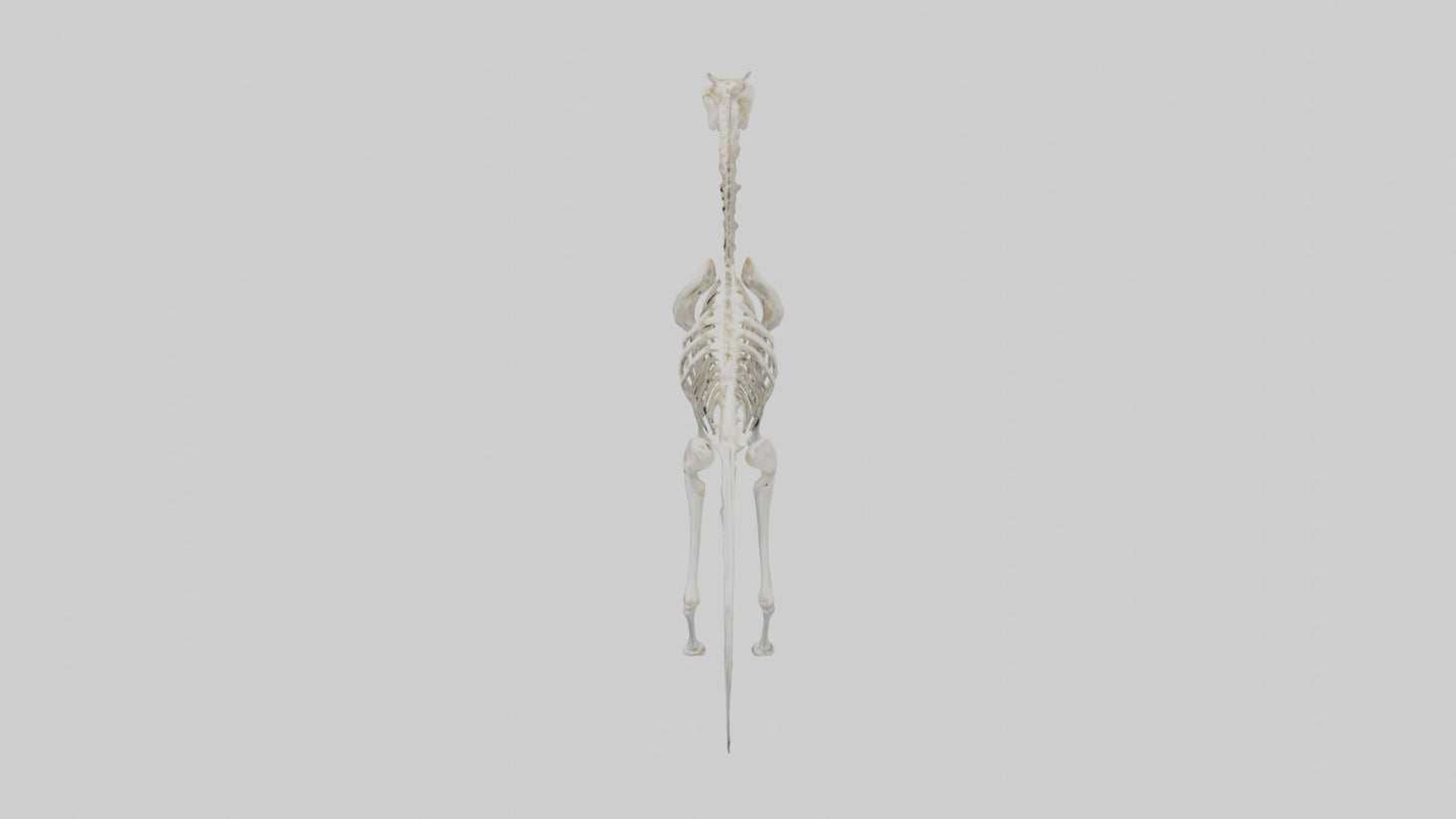 3D model orse Skeleton model VR / AR / low-poly