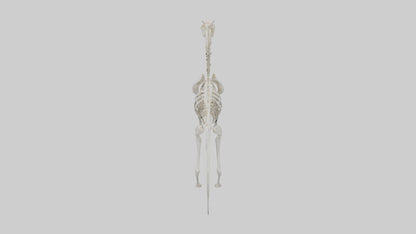 3D model orse Skeleton model VR / AR / low-poly