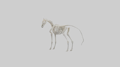 3D model orse Skeleton model VR / AR / low-poly