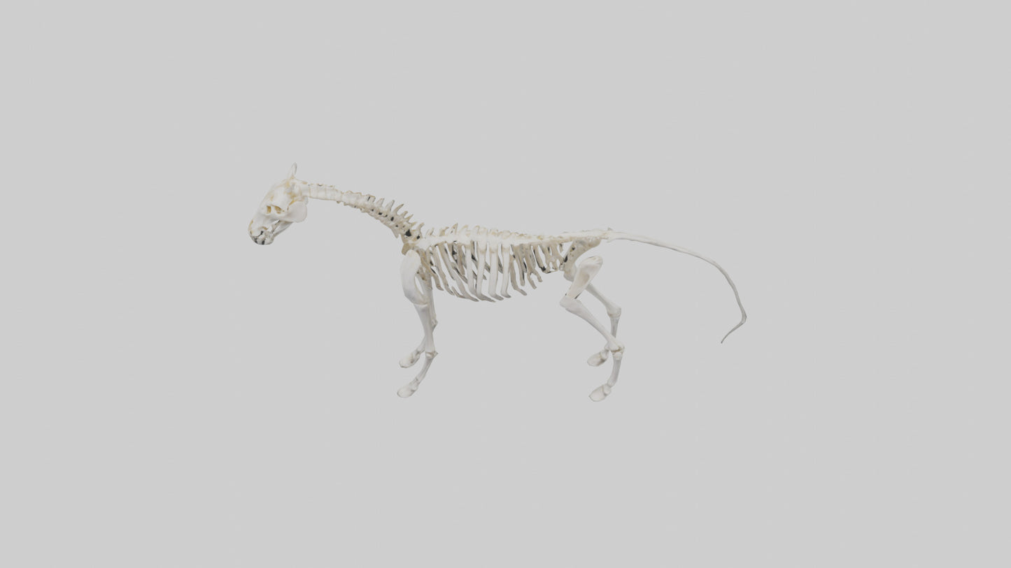 3D model orse Skeleton model VR / AR / low-poly
