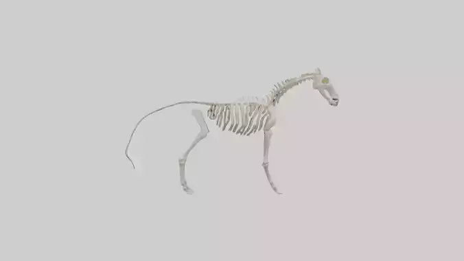 3D model orse Skeleton model VR / AR / low-poly