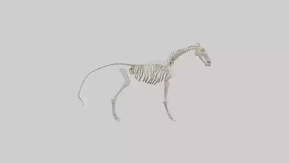 3D model orse Skeleton model VR / AR / low-poly