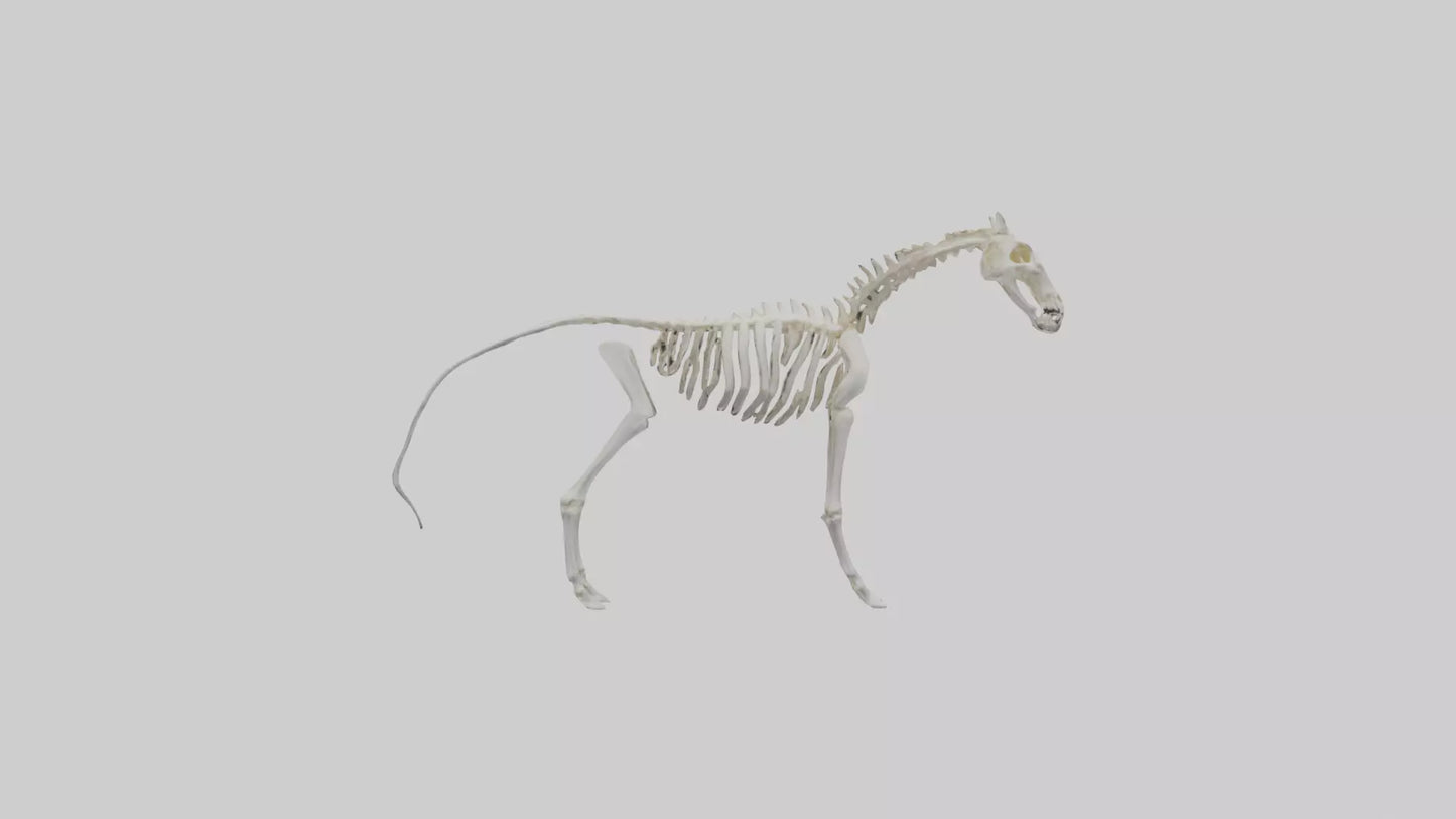 3D model orse Skeleton model VR / AR / low-poly