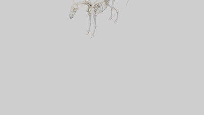 3D model orse Skeleton model VR / AR / low-poly