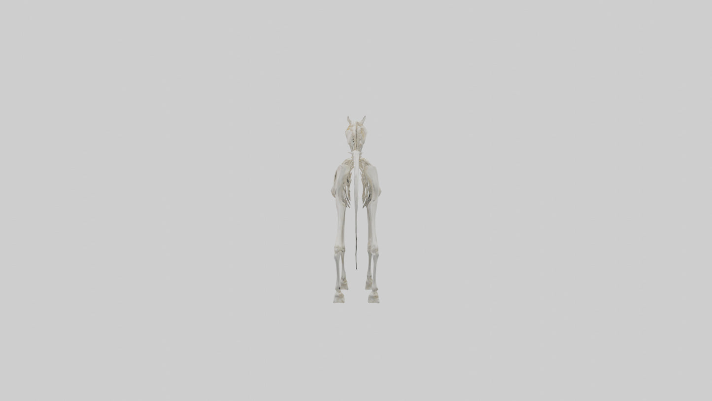 3D model orse Skeleton model VR / AR / low-poly