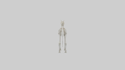 3D model orse Skeleton model VR / AR / low-poly