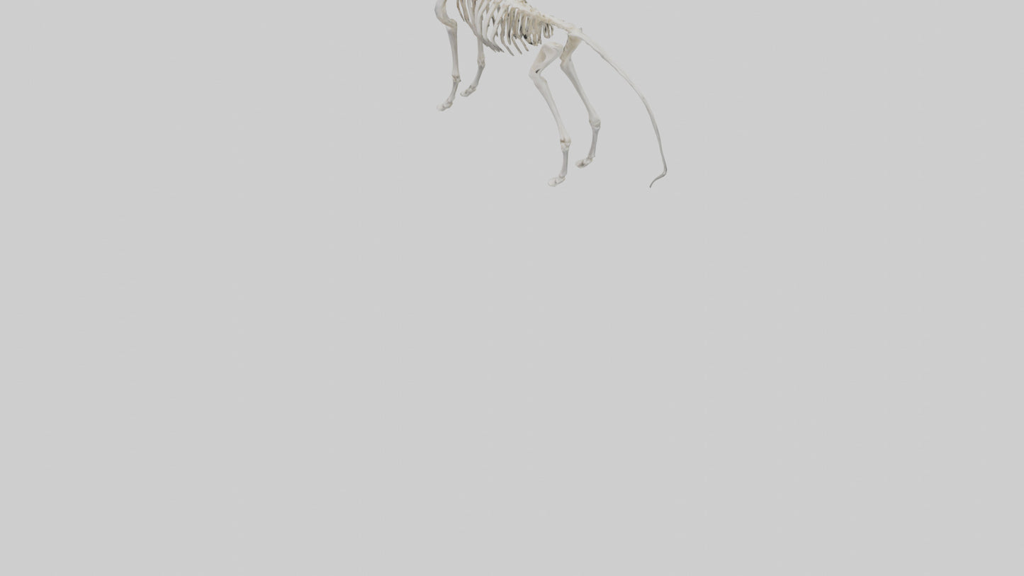3D model orse Skeleton model VR / AR / low-poly