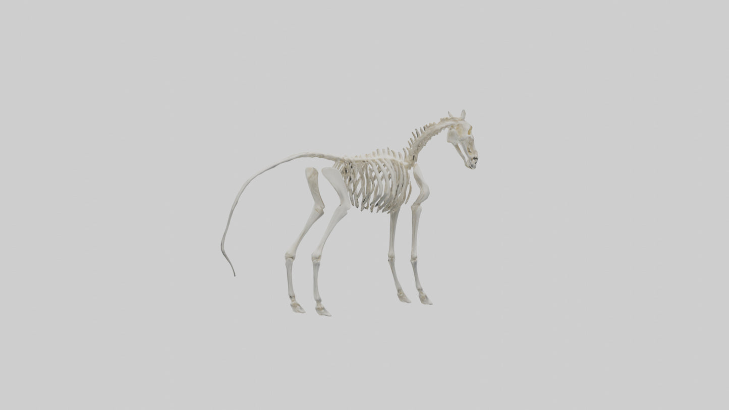 3D model orse Skeleton model VR / AR / low-poly