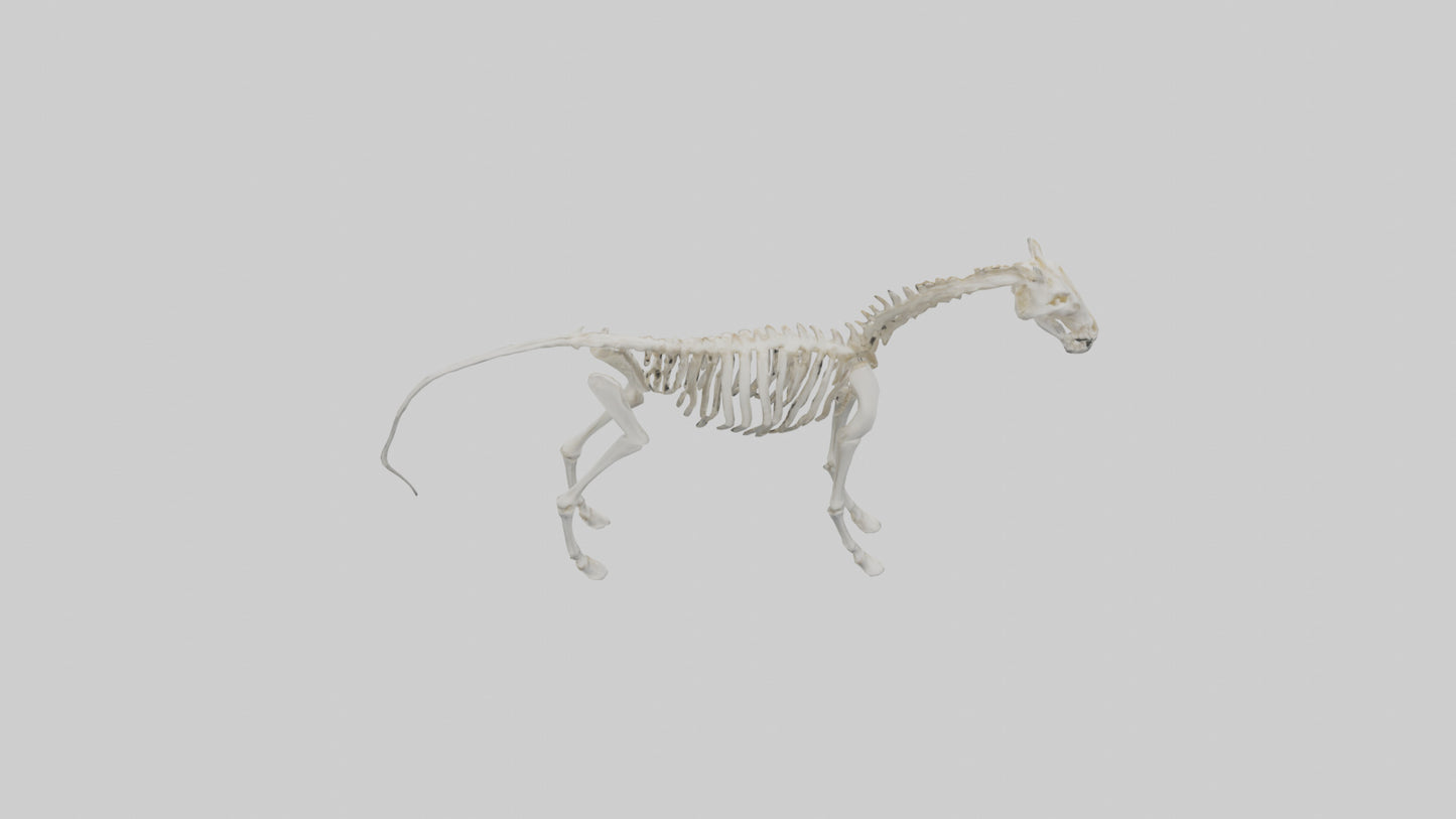 3D model orse Skeleton model VR / AR / low-poly