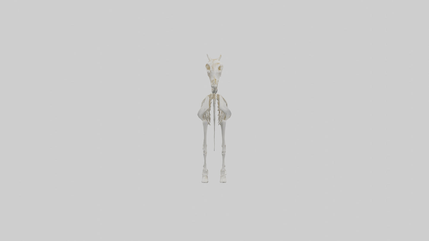 3D model orse Skeleton model VR / AR / low-poly