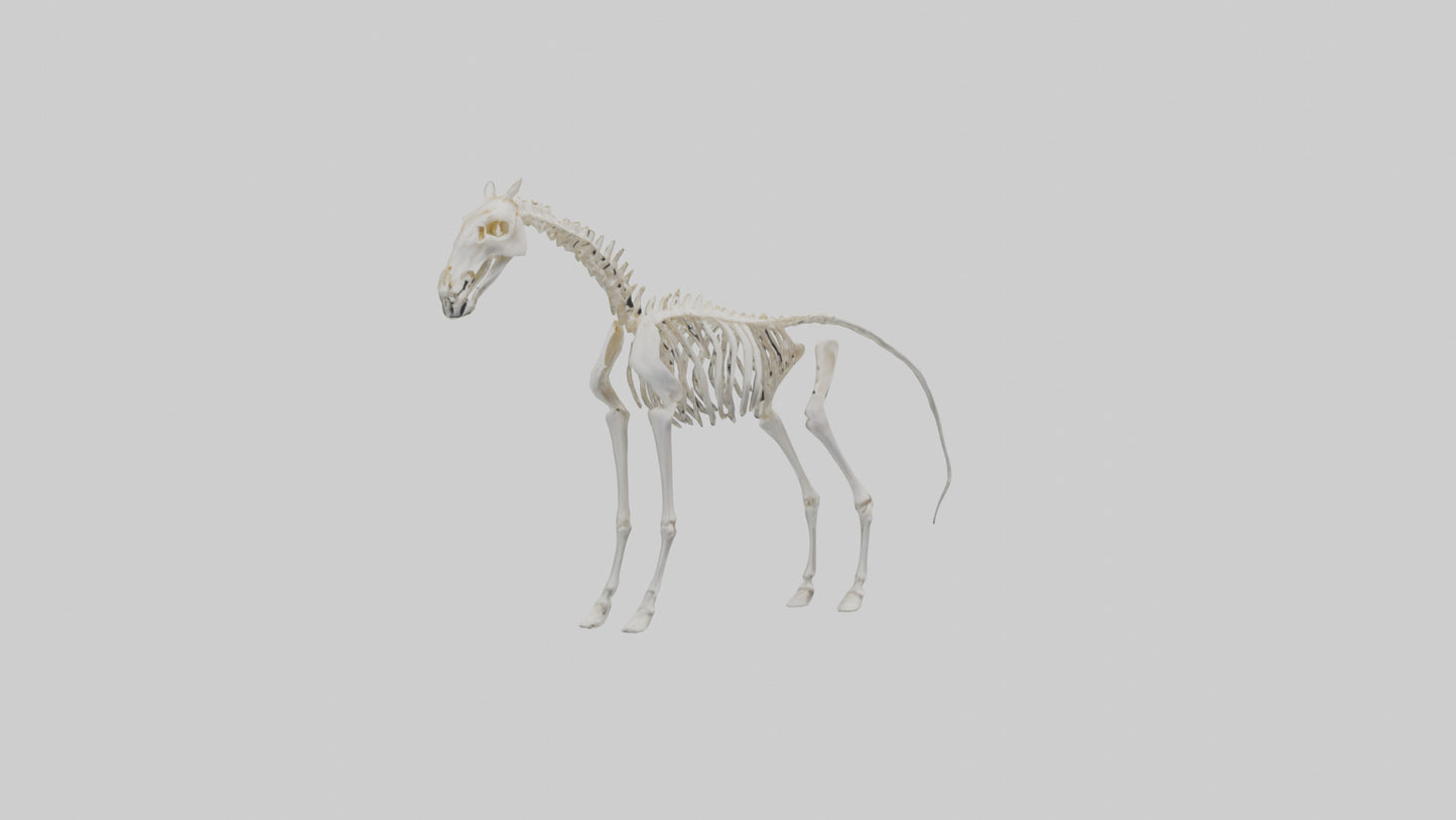 3D model orse Skeleton model VR / AR / low-poly