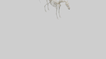 3D model orse Skeleton model VR / AR / low-poly