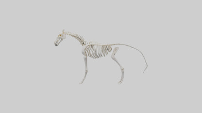3D model orse Skeleton model VR / AR / low-poly