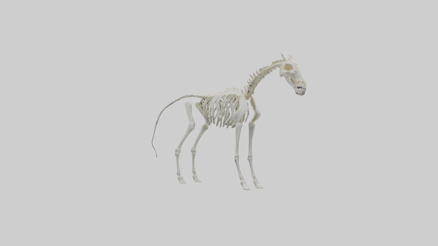 3D model orse Skeleton model VR / AR / low-poly