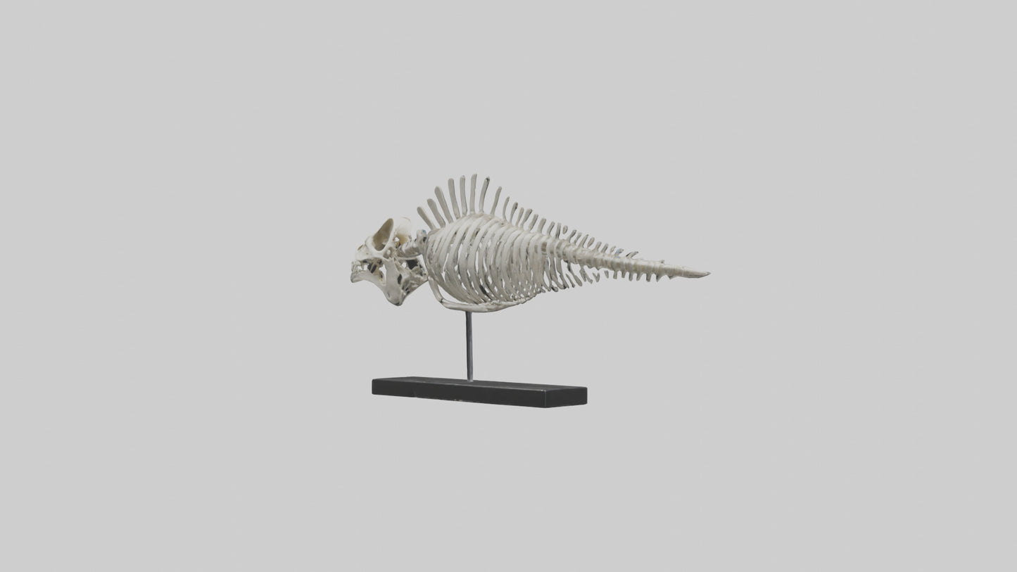 3D model Orthoceras Skeleton model VR / AR / low-poly