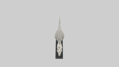 3D model Orthoceras Skeleton model VR / AR / low-poly