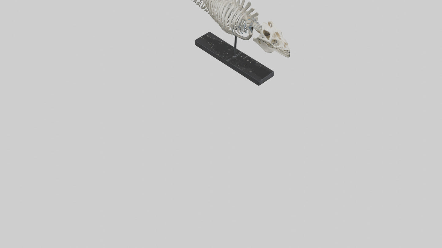 3D model Orthoceras Skeleton model VR / AR / low-poly
