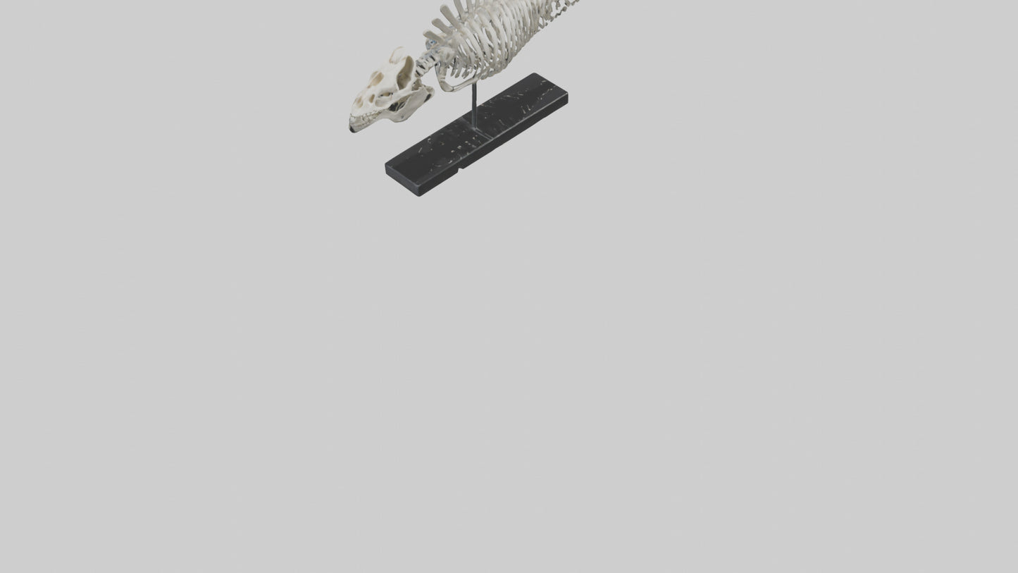 3D model Orthoceras Skeleton model VR / AR / low-poly