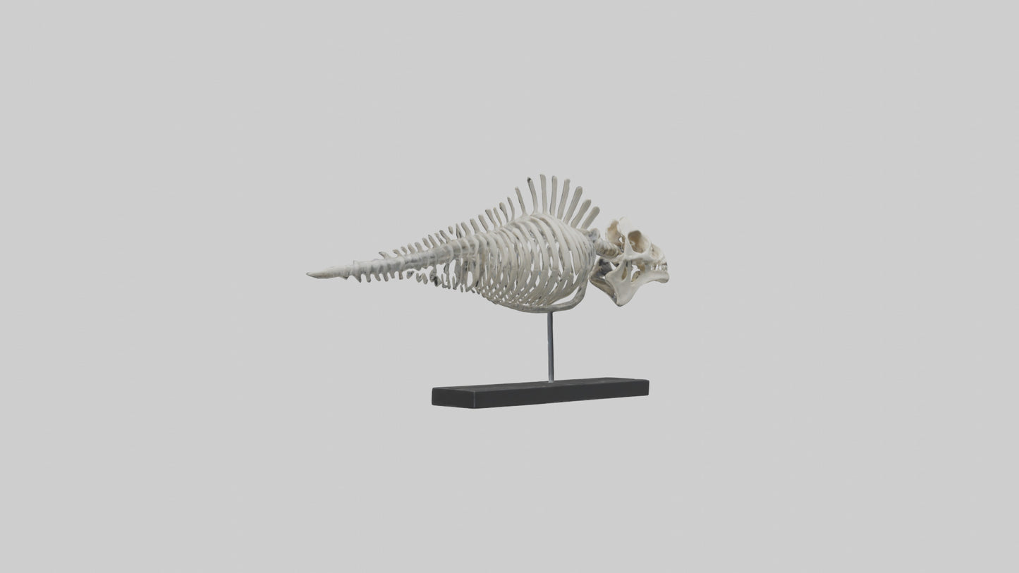 3D model Orthoceras Skeleton model VR / AR / low-poly