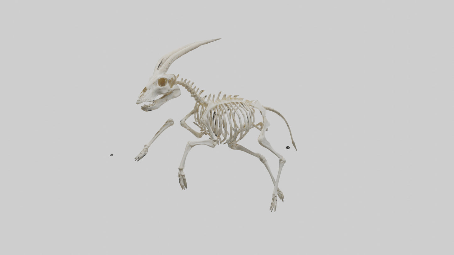 3D model Oryx Skeleton model VR / AR / low-poly